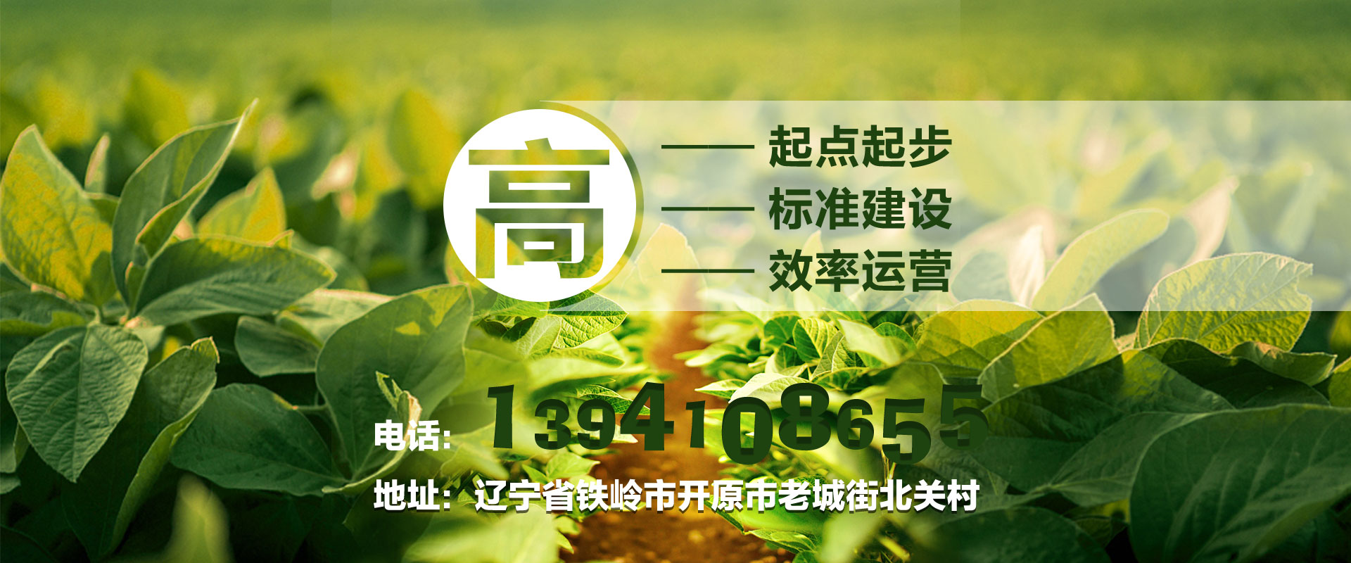 毛豆種廠家